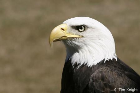 EAGLE